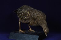 藍腹鷴藏品圖，第14張